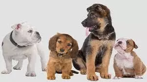 Picture of Dogs