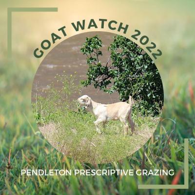 goat_watch_2022.jpg Goat Watch 2022 logo