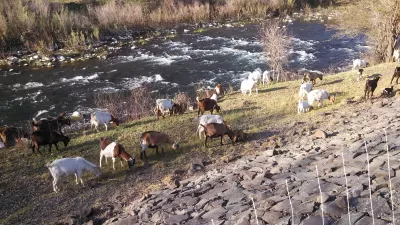 Prescriptive Grazing image