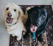 dog-license.jpg