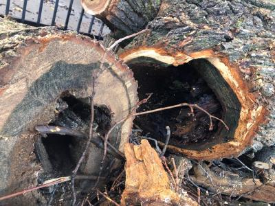 tree_1.jpg tree rot