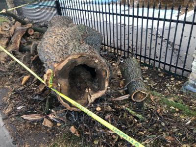 Tree rot