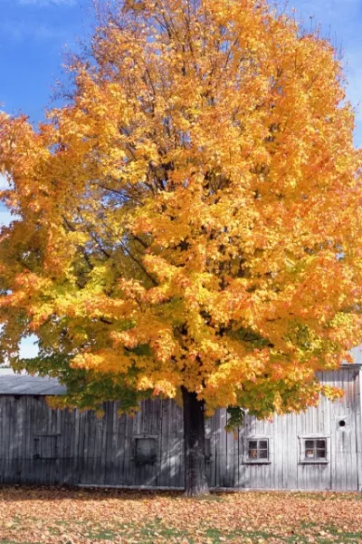 ci_78512-54mv.jpg A tree with yellow leaves in the Fall